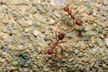 Macro closeup shot of red ant on sands