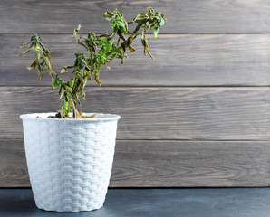Dead plant in a pot. The concept of improper care of houseplants. Wooden background