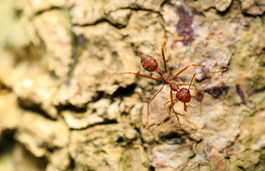 Macro closeup shot of red ant on sands