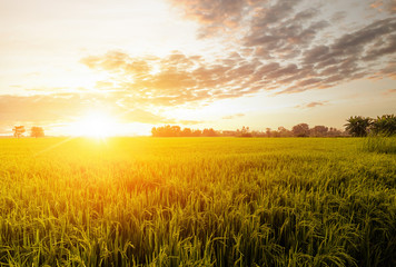 Agriculture farm rice field and sky in golden hours at countryside.