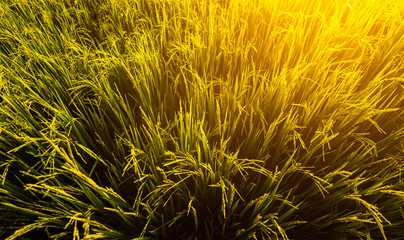 Agriculture farm rice field and sky in golden hours at countryside.