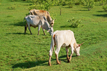 Naklejka na ściany i meble Three cows grazing on green grass