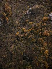 Autumn forest view from above