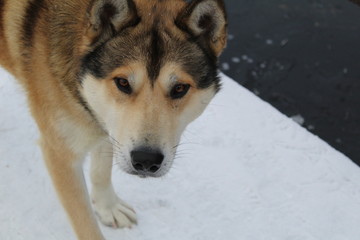  photo portrait of a dog.the animal is large.pet with brown fur.time of year winter .white lies the snow.
