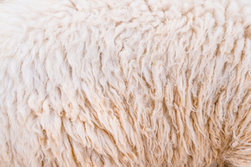 Natural fiber thermal fur wool texture background from sheep with white bright color tone. Backdrop for design art work or text message.