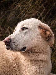 Portrait of Spanish mastiff puppy