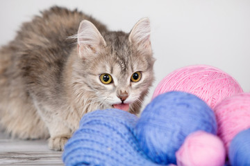 Gray cat and wool ball.