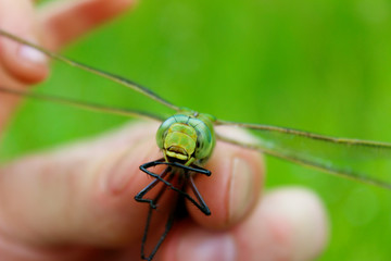 Blurred image of Draginfly in child`s hand. Blurry green nature background. 