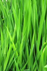  Natural green grass background, texture