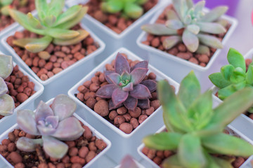 Potted plants, flowers, decorations and gifts on a special day