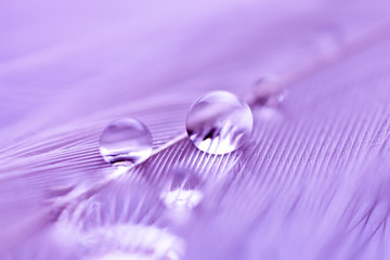 Beautiful water drops on the feather. Macro. Beautiful soft light blue and violet background. Selective focus. Background with copy space.