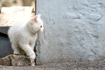 looking to the right a homeless white kitten standing against a dirty wall.