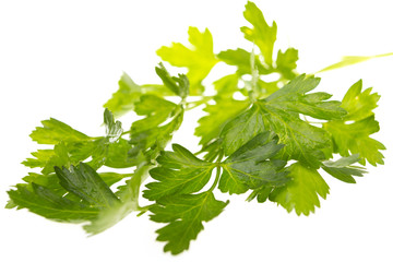 Petersilie, Nahaufnahme, weisser Hintergrund