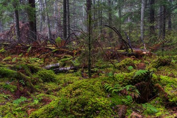 Forest mess