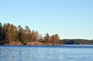 Forest on a summer day in Central Norway