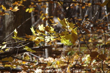 Herbstlaub
