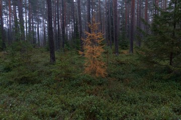 Orange tree in green forest