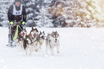 Sled dog-racing with Alaskan malamute and husky dogs. Snow, winter, competition, race concept.