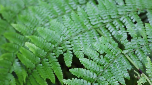 Green Fern Plant close up footage