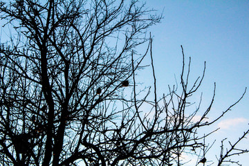 Birds on the branches of a tree preparing for a winter night