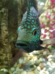 Obraz premium fish in aquarium