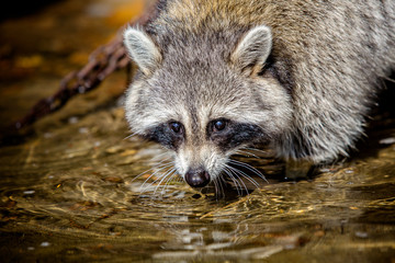 Having a little drink
