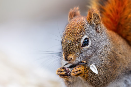 Little Red Squirrel