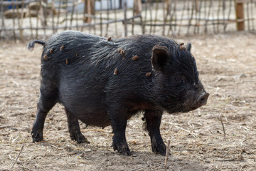 black boar in corral