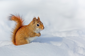 Little Red Squirrel