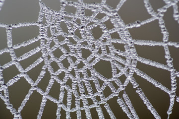 Spinnennetz