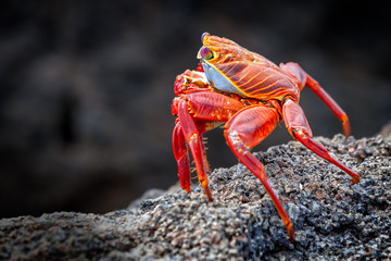 Sally Lightfoot Crab - Side Profile