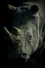 White Rhino