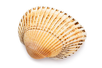 Small bivalve seashell isolated on white background, top view. Shell warm shades. Stacked photo