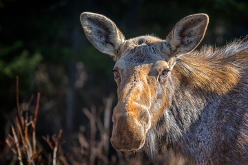 Eastern Moose