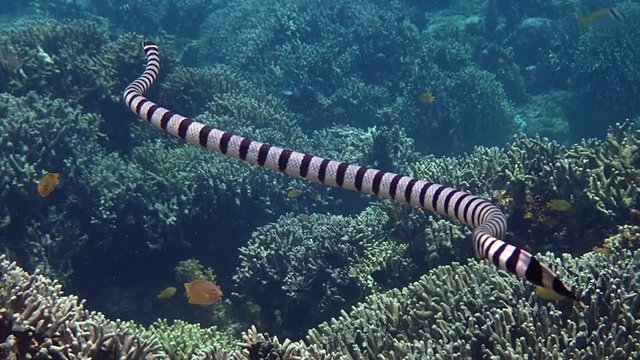 Banded sea krait (Laticauda colubrina) swimming in the coral reef to hunt for its food, slow motion.