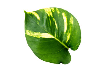 The natural texture of seamless foliage close-up. Fresh green leaves isolate on white background with young spring of the plant.