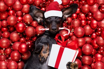 Fototapete Lustiger Hund Weihnachten Weihnachtsmann Hund und Weihnachtskugeln oder Kugeln als Hintergrund