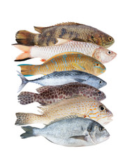 Fresh fish collection isolated on white background
