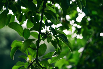 Obraz premium green leaves of tree in spring