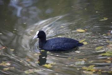 Swimming bird