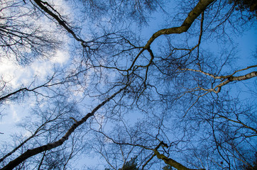 View into the trees without leaves, birch forest. Blue sky in the background branches without leaves, autumn and winter mood.