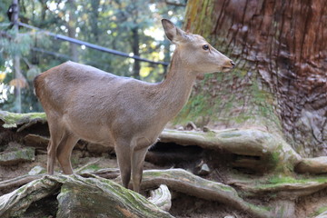 Nara Park in Nara Prefecture, Japan and the scenery of deer living in the park