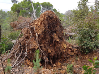 Fototapeta premium Pineta, disastro ecologico