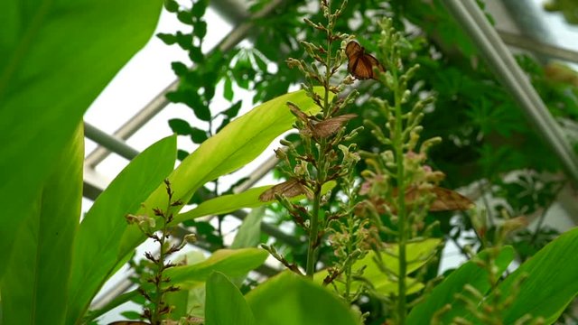 Butterflies At The Hortus Botanicus In Amsterdam