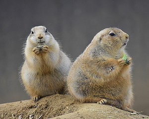 Two Prairie Dogs Eating