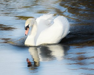Mute Swan Reflection