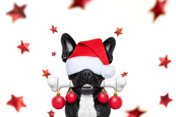 christmas santa claus dog