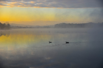 Nebelstimmung an einem Wintermorgen in den Rheinauen in der Ortenau