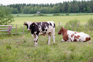 Fototapeta na wymiar cattle in summer