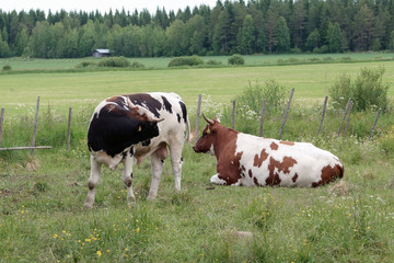 Fototapeta na wymiar cattle in summer